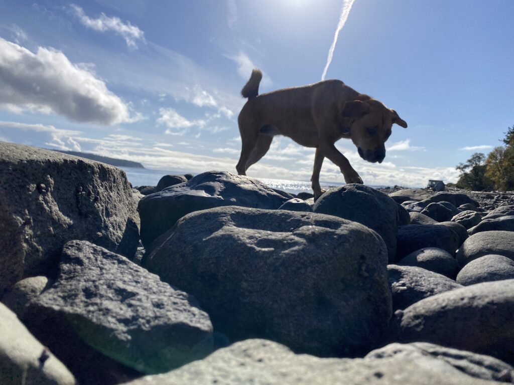 picture of a dog on a beach.